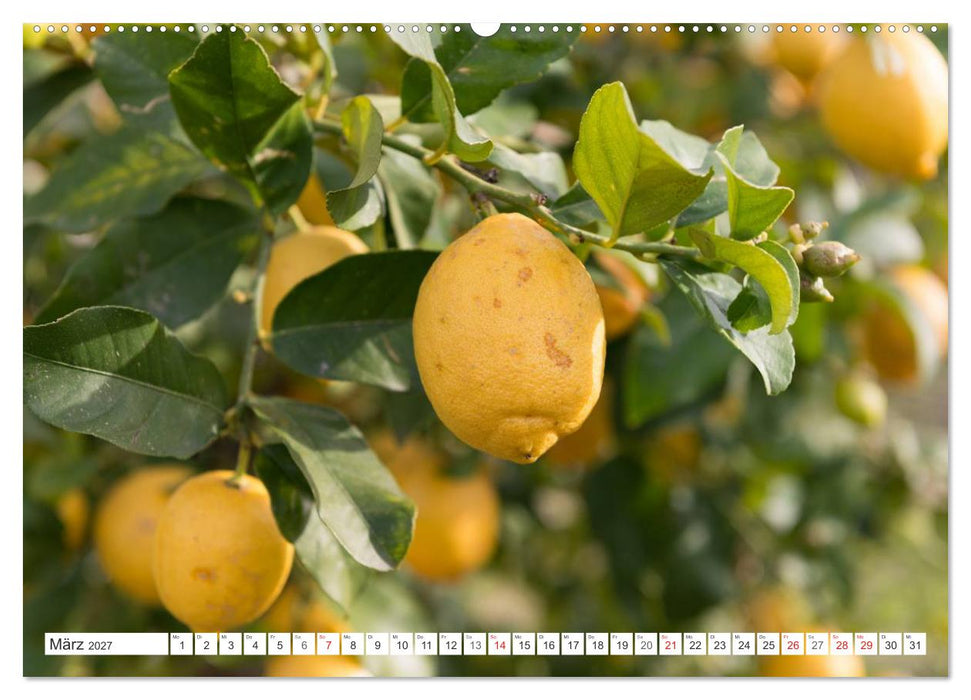 Emotionale Momente: Orangen & Zitronen. (CALVENDO Wandkalender 2027)