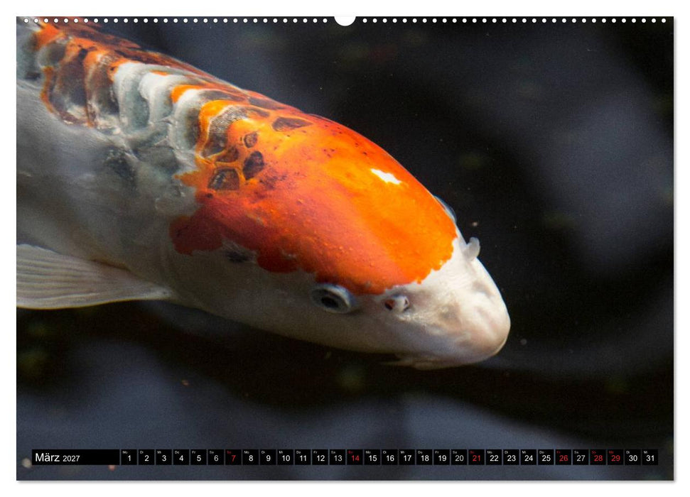 Nishikigoi oder Koi Karpfen (CALVENDO Premium Wandkalender 2027)