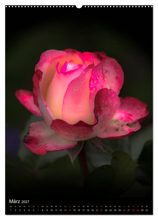 Gartenrosen (CALVENDO Premium Wandkalender 2027)
