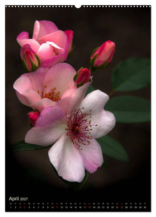Gartenrosen (CALVENDO Premium Wandkalender 2027)