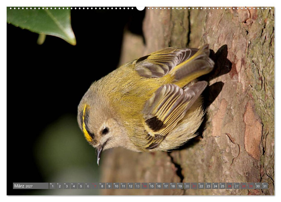 Vögel ganz nah (CALVENDO Wandkalender 2027)