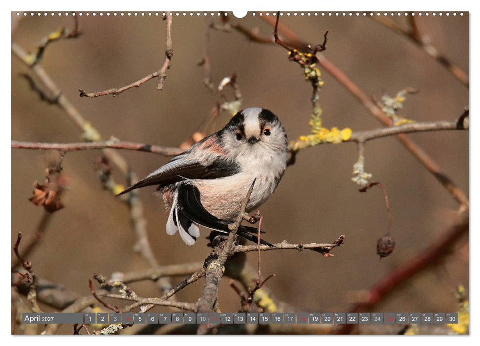 Vögel ganz nah (CALVENDO Wandkalender 2027)