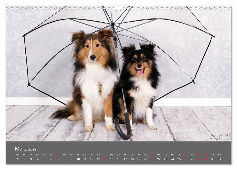 Shelties : Charmeure auf 4 Pfoten (CALVENDO Wandkalender 2027)