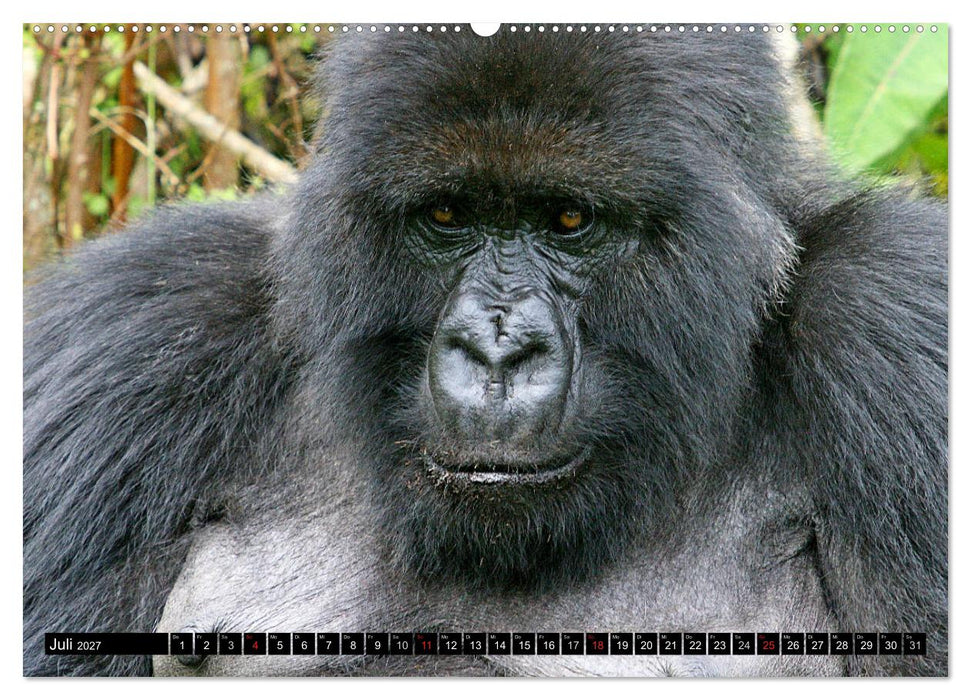 Berggorillas - die sanften Riesen (CALVENDO Premium Wandkalender 2027)