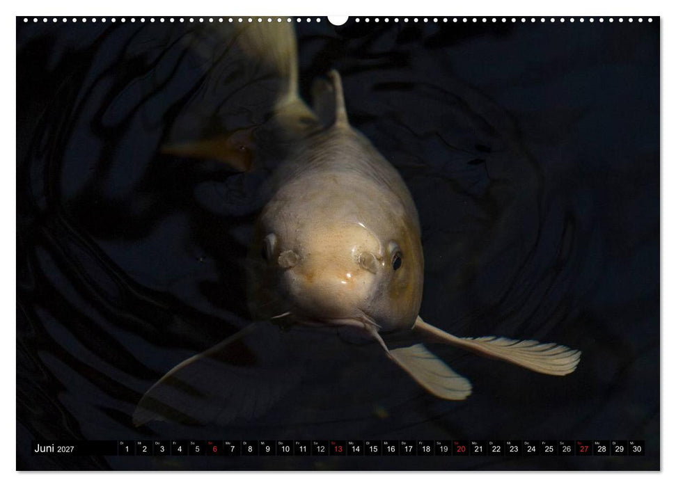 Nishikigoi oder Koi Karpfen (CALVENDO Wandkalender 2027)