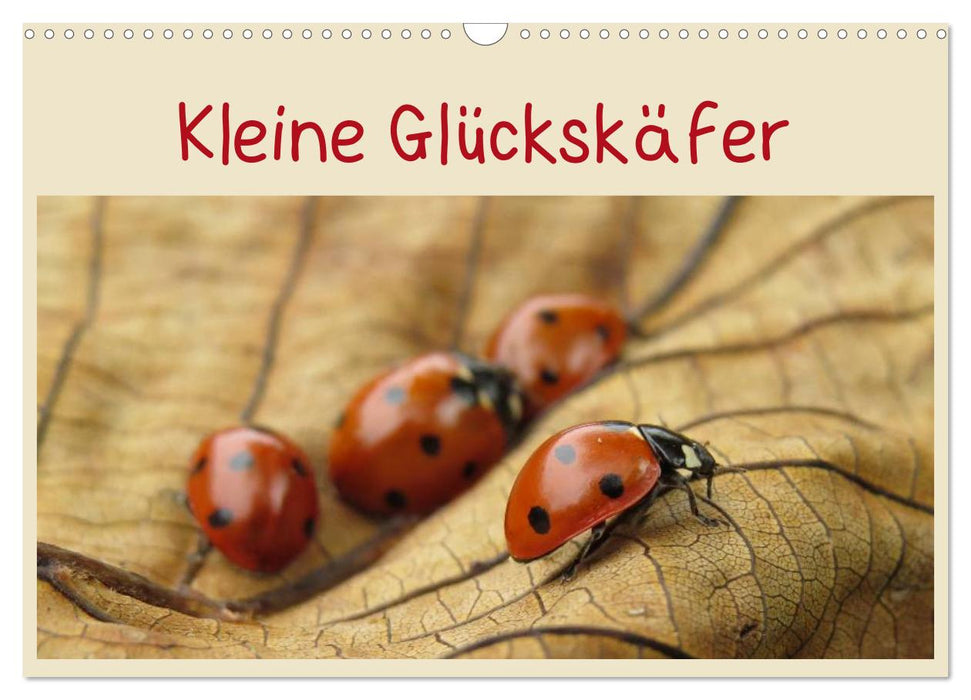 Kleine Glückskäfer (CALVENDO Wandkalender 2027)