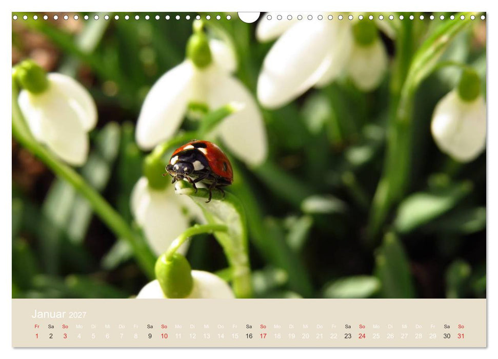 Kleine Glückskäfer (CALVENDO Wandkalender 2027)