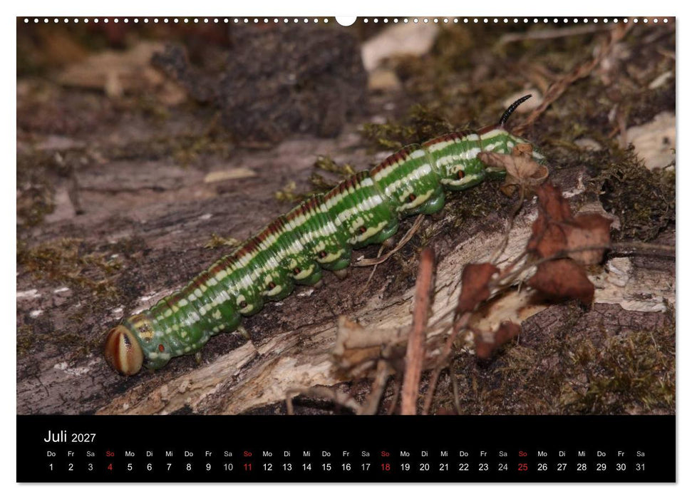 Faszination Schmetterlingsraupen (CALVENDO Premium Wandkalender 2027)