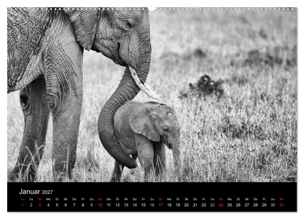 Elefanten Schwarz - Weiss (CALVENDO Premium Wandkalender 2027)
