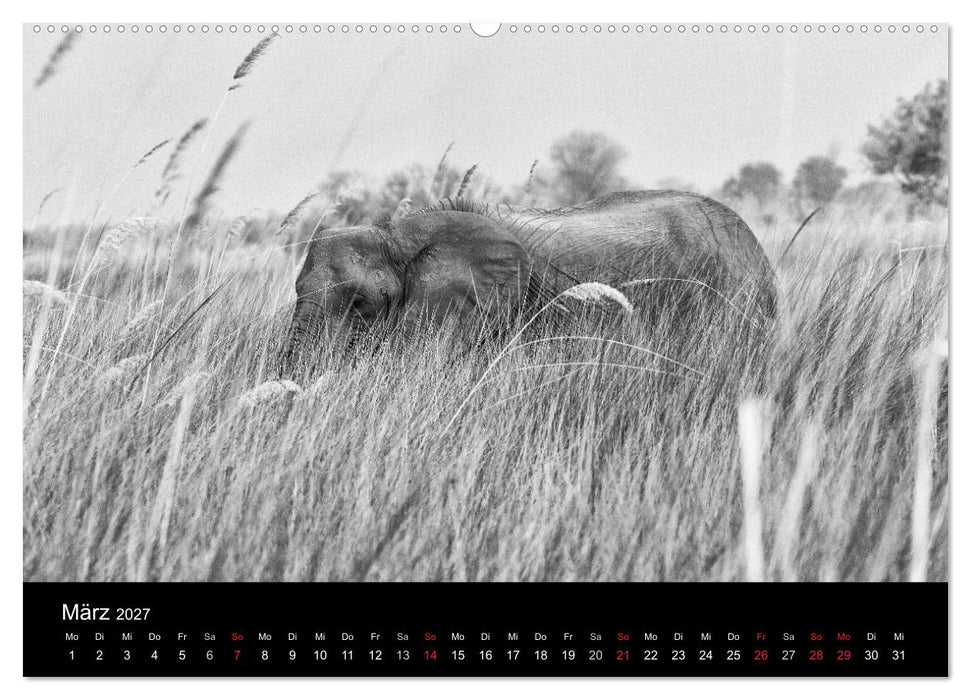 Elefanten Schwarz - Weiss (CALVENDO Premium Wandkalender 2027)