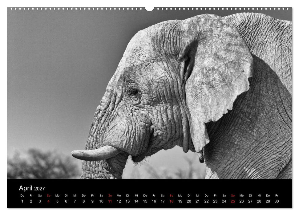 Elefanten Schwarz - Weiss (CALVENDO Premium Wandkalender 2027)