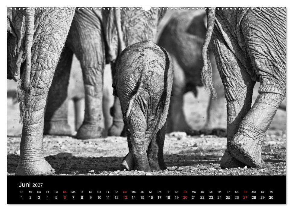 Elefanten Schwarz - Weiss (CALVENDO Premium Wandkalender 2027)