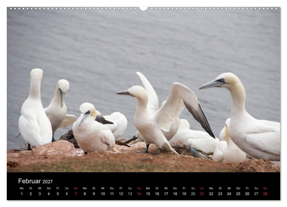Helgoland - idyllische Nordseeinsel (CALVENDO Wandkalender 2027)