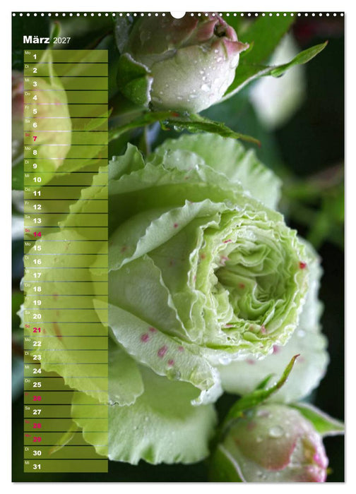 Rosen für DICH / Geburtstagskalender (CALVENDO Wandkalender 2027)