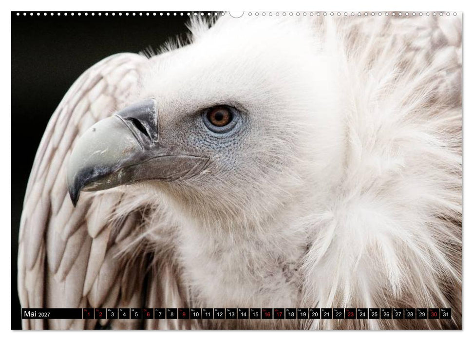 Greifvögel (CALVENDO Wandkalender 2027)
