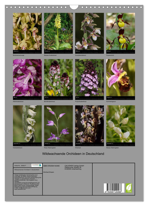 Wildwachsende Orchideen in Deutschland (CALVENDO Wandkalender 2027)