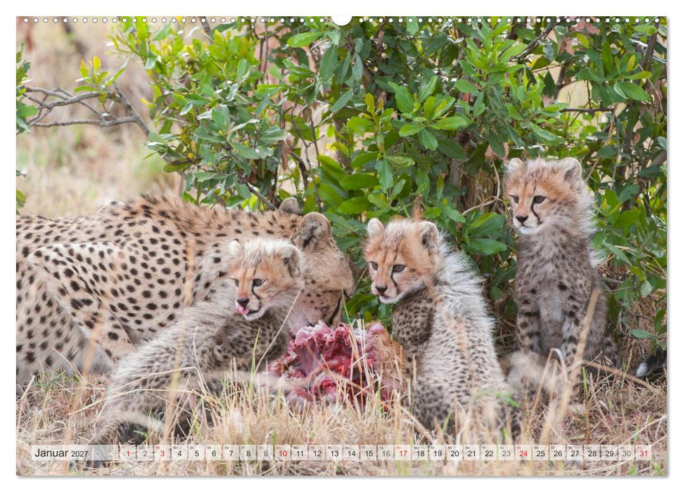 Emotionale Momente: Afrika Wildlife Part 2 / CH-Version (CALVENDO Wandkalender 2027)
