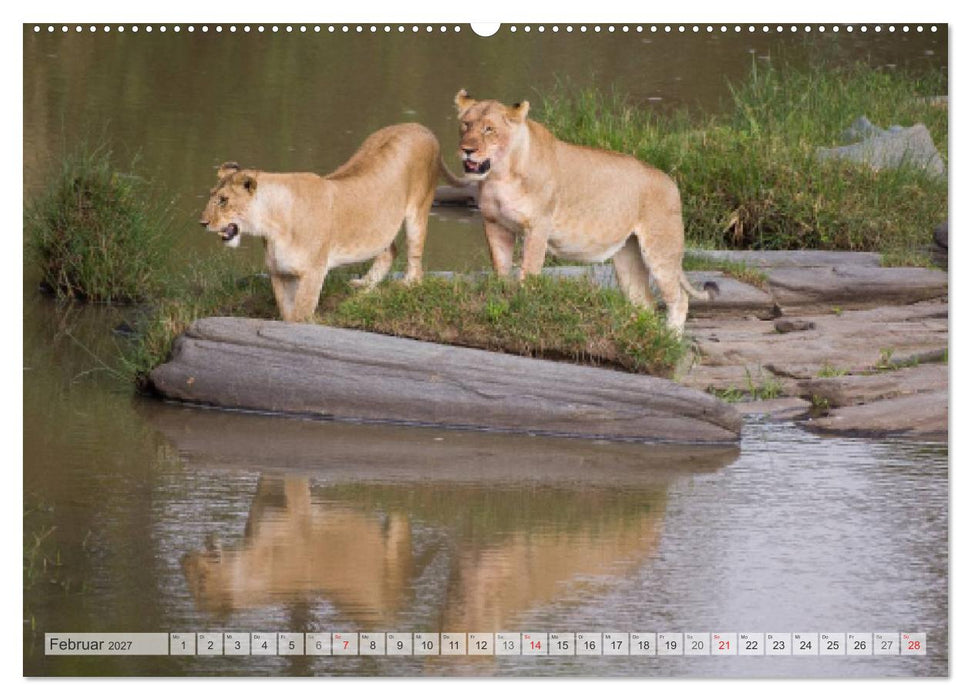 Emotionale Momente: Afrika Wildlife Part 2 / CH-Version (CALVENDO Wandkalender 2027)