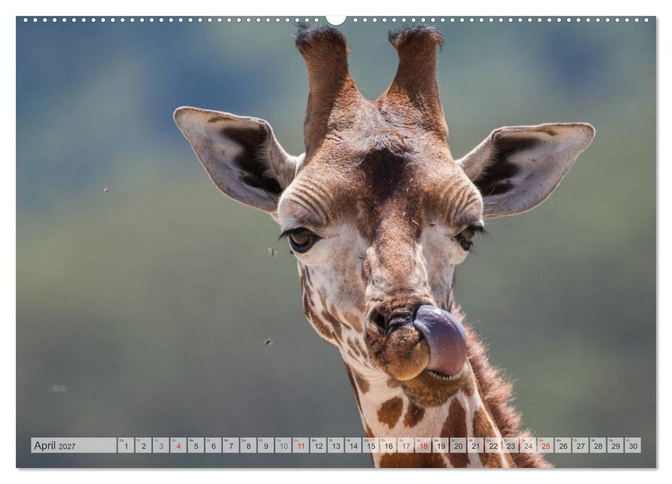 Emotionale Momente: Afrika Wildlife Part 2 / CH-Version (CALVENDO Wandkalender 2027)