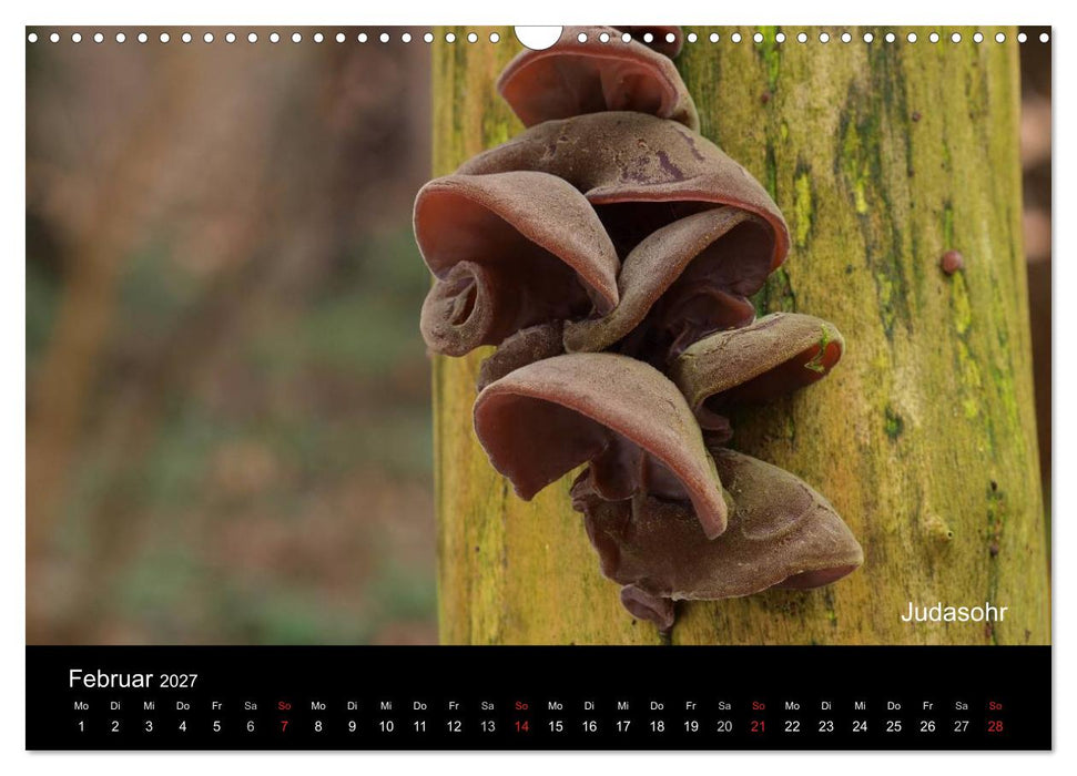 Pilzkalender (CALVENDO Wandkalender 2027)