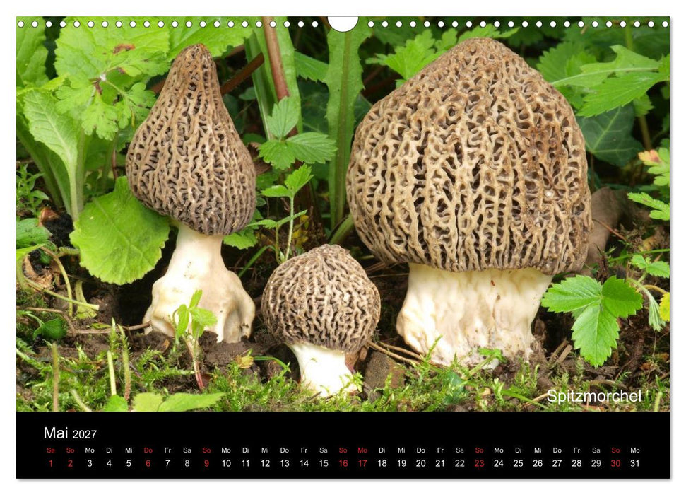 Pilzkalender (CALVENDO Wandkalender 2027)