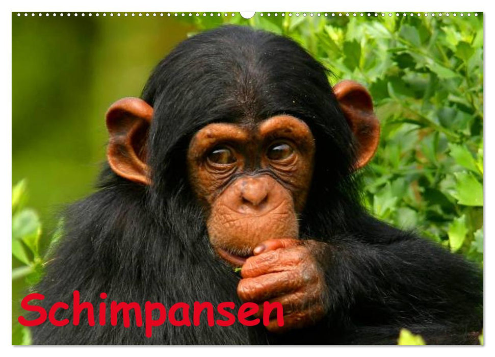 Schimpansen (CALVENDO Wandkalender 2027)