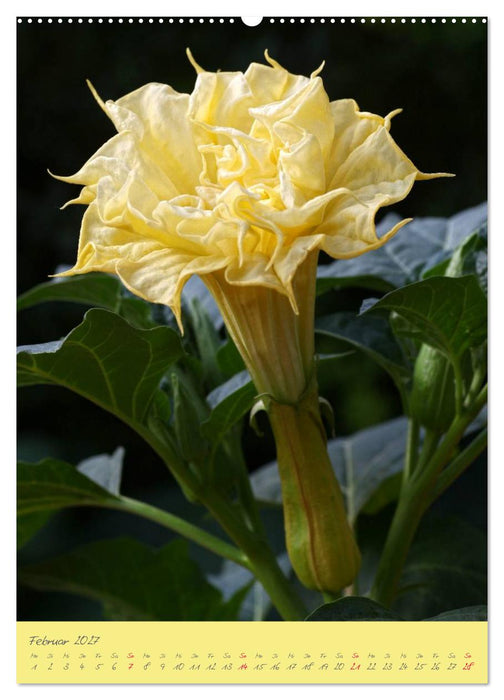 Brugmansia & Datura - Exotische Schönheiten (CALVENDO Wandkalender 2027)