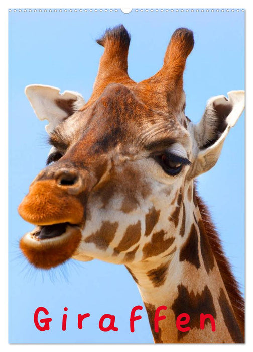 Giraffen (CALVENDO Wandkalender 2027)