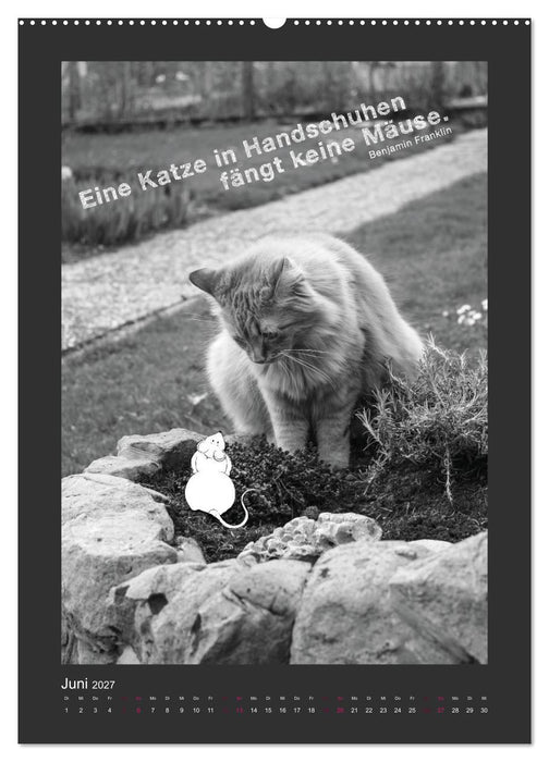 Katz & Maus (CALVENDO Premium Wandkalender 2027)