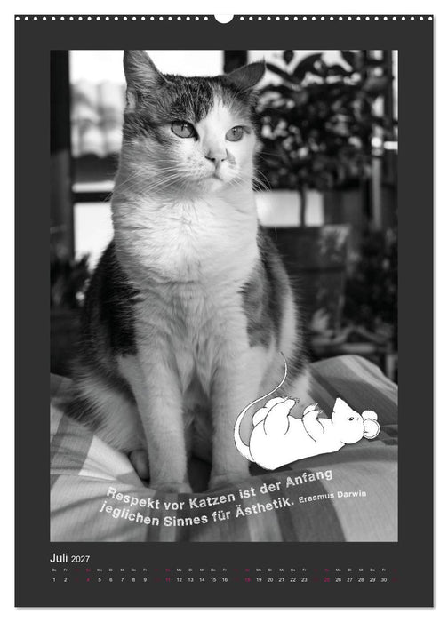 Katz & Maus (CALVENDO Premium Wandkalender 2027)