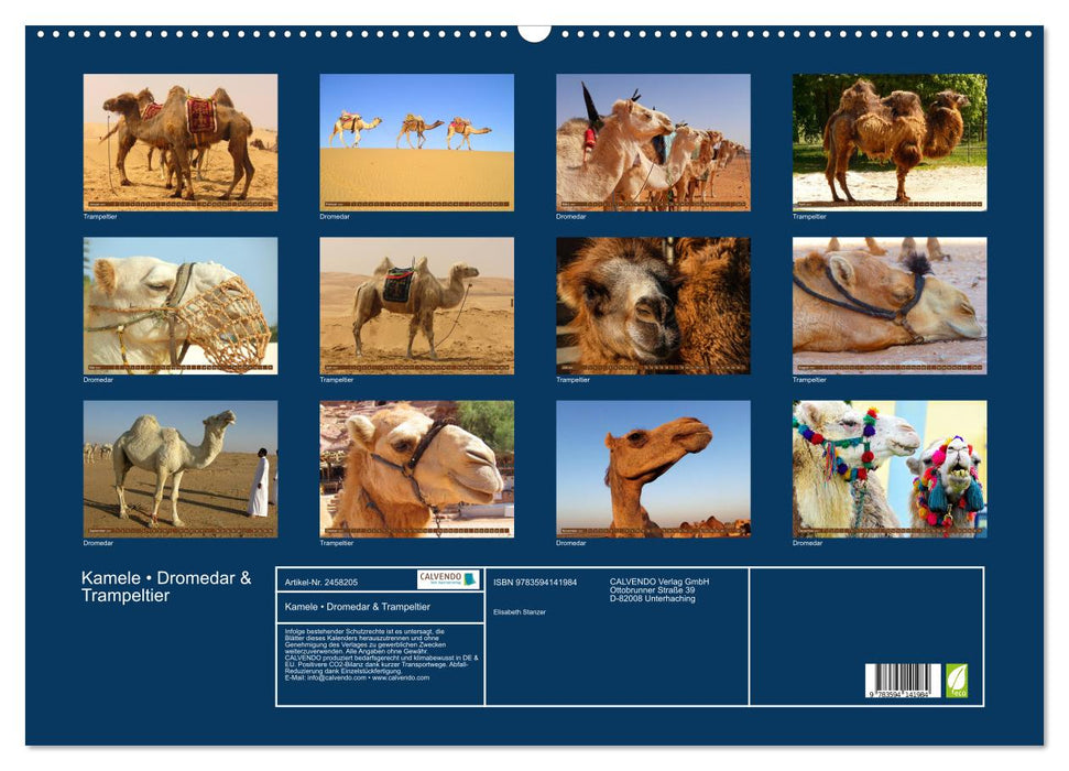 Kamele • Dromedar & Trampeltier (CALVENDO Wandkalender 2027)