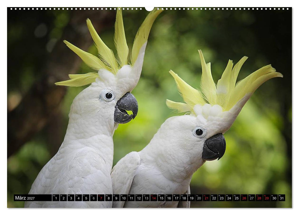 Papageien. Bunt, laut und klug (CALVENDO Wandkalender 2027)