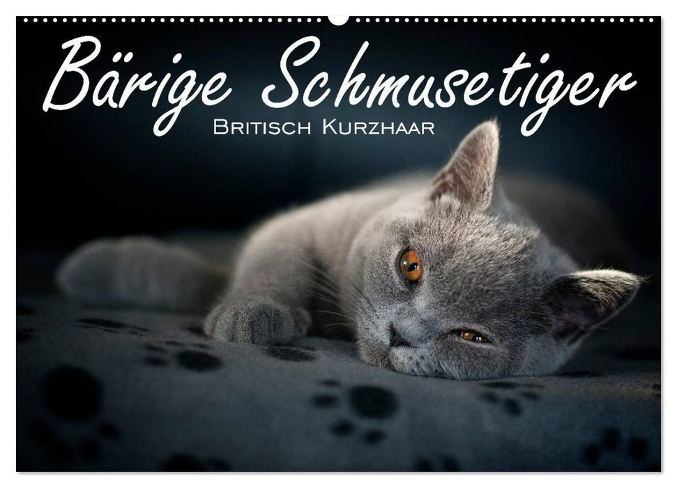 Bärige Schmusetiger - Britisch Kurzhaar / CH-Version (CALVENDO Wandkalender 2027)