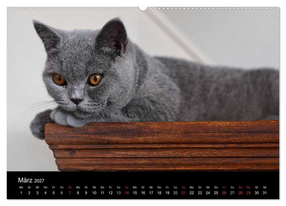 Bärige Schmusetiger - Britisch Kurzhaar / CH-Version (CALVENDO Wandkalender 2027)