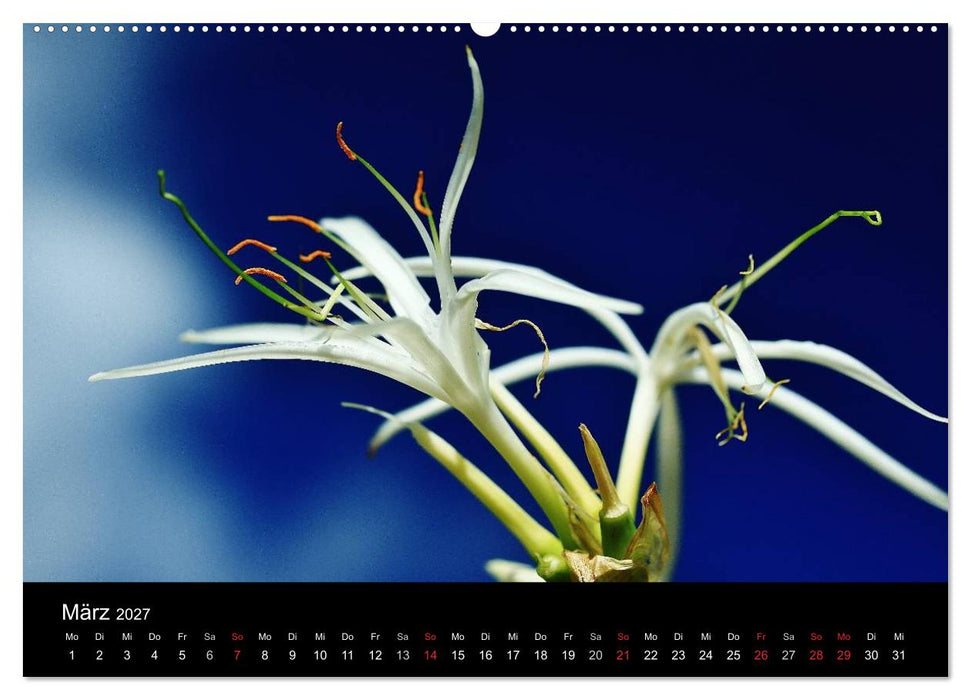 Mauritius - Moments (CALVENDO Premium Wandkalender 2027)