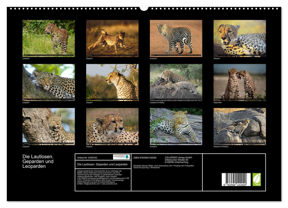 Die Lautlosen. Geparden und Leoparden (CALVENDO Premium Wandkalender 2027)