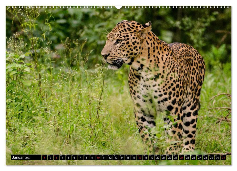 Die Lautlosen. Geparden und Leoparden (CALVENDO Premium Wandkalender 2027)