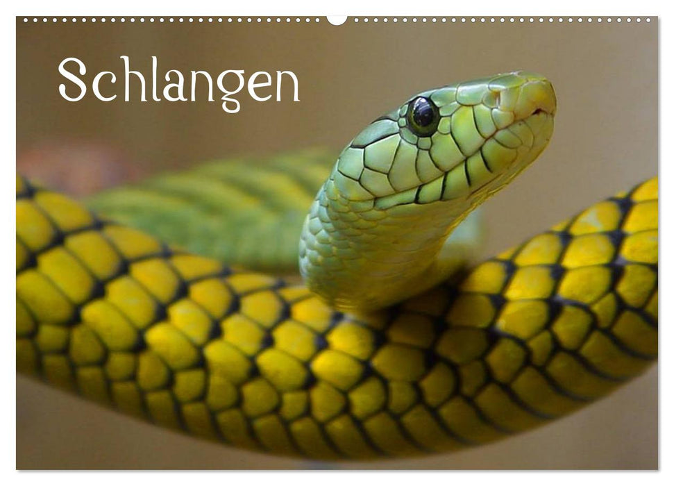 Schlangen (CALVENDO Wandkalender 2027)
