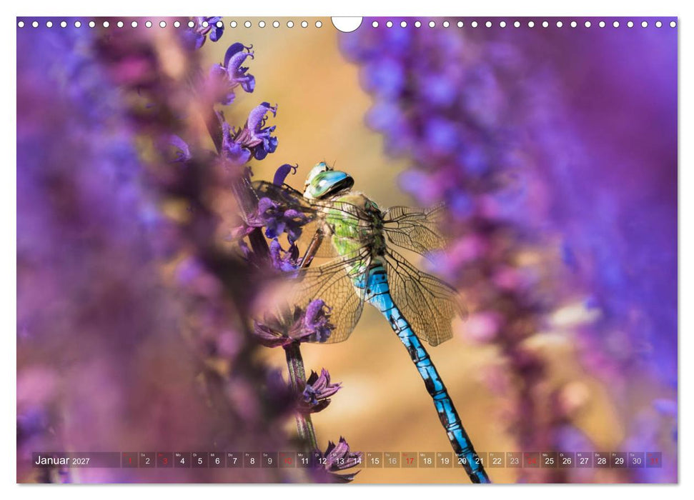 Libellen - Fliegende Edelsteine (CALVENDO Wandkalender 2027)