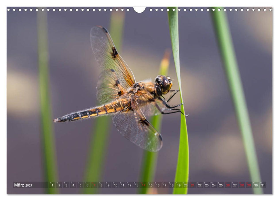 Libellen - Fliegende Edelsteine (CALVENDO Wandkalender 2027)