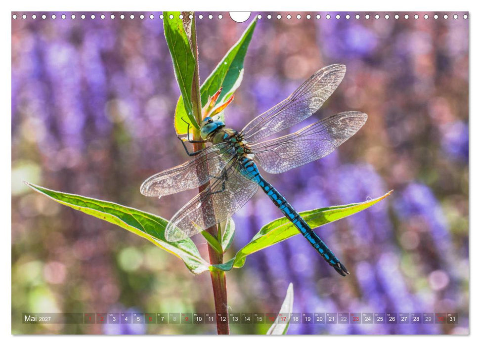 Libellen - Fliegende Edelsteine (CALVENDO Wandkalender 2027)