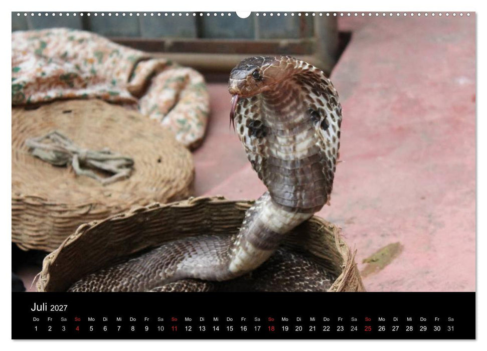 Schlangen (CALVENDO Premium Wandkalender 2027)