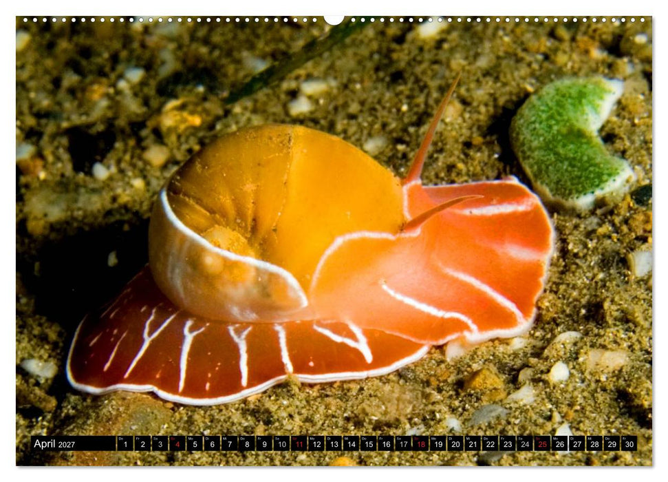 Fische und Meerestiere (CALVENDO Premium Wandkalender 2027)