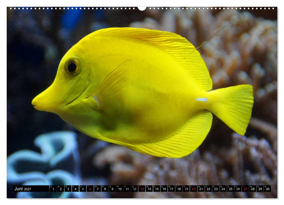 Fische und Meerestiere (CALVENDO Premium Wandkalender 2027)
