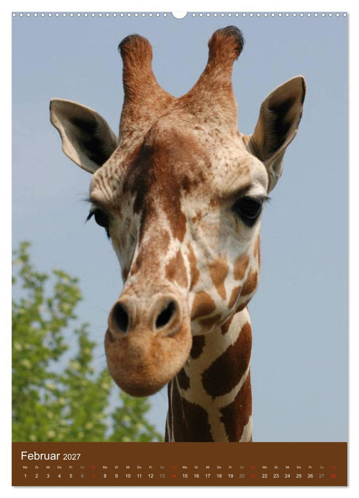 Giraffen (CALVENDO Premium Wandkalender 2027)