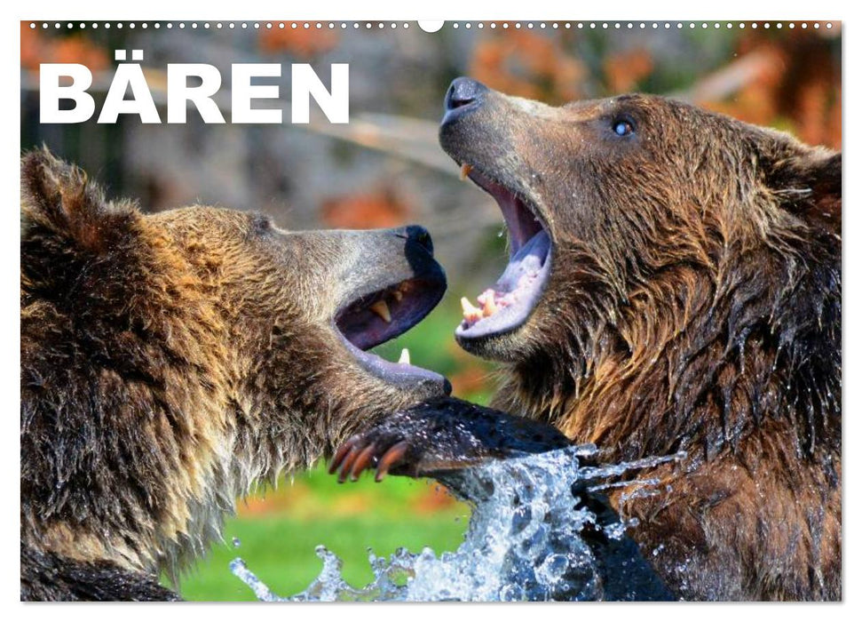 Bären (CALVENDO Wandkalender 2027)