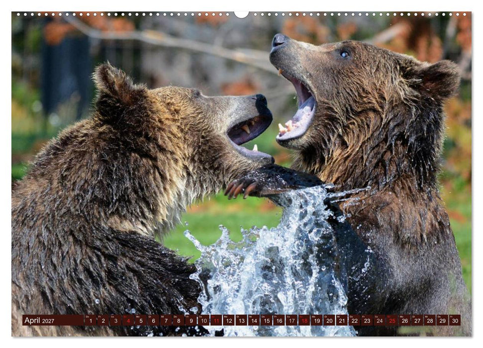 Bären (CALVENDO Wandkalender 2027)