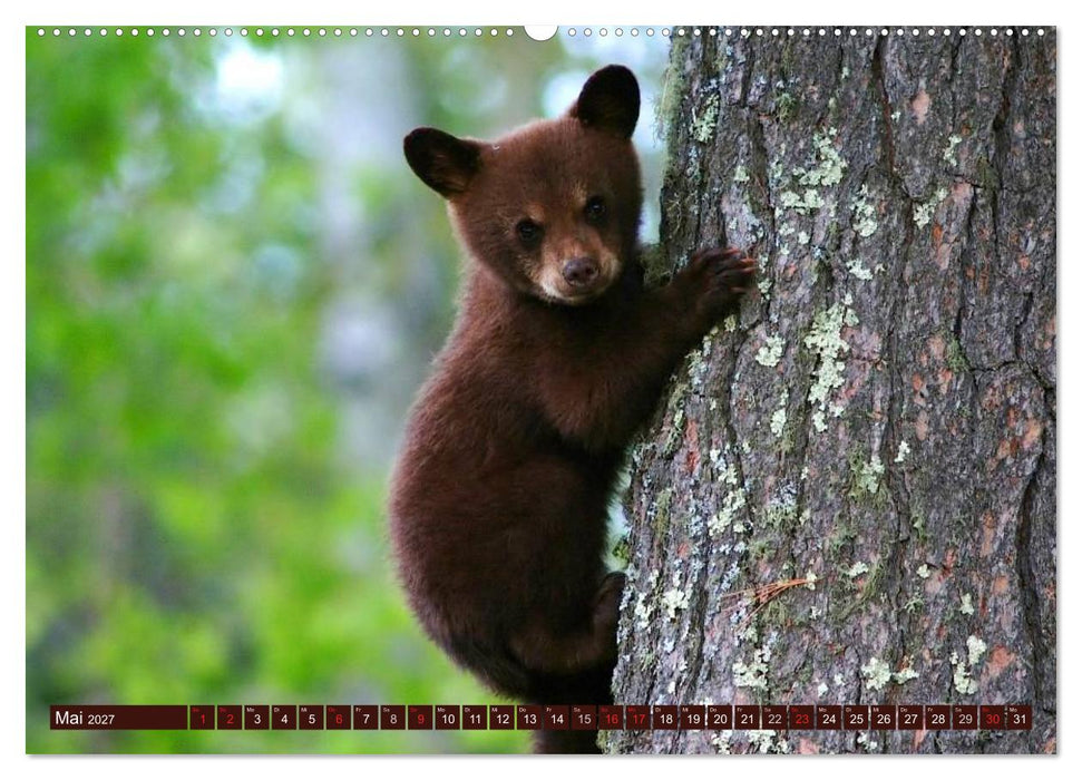 Bären (CALVENDO Wandkalender 2027)