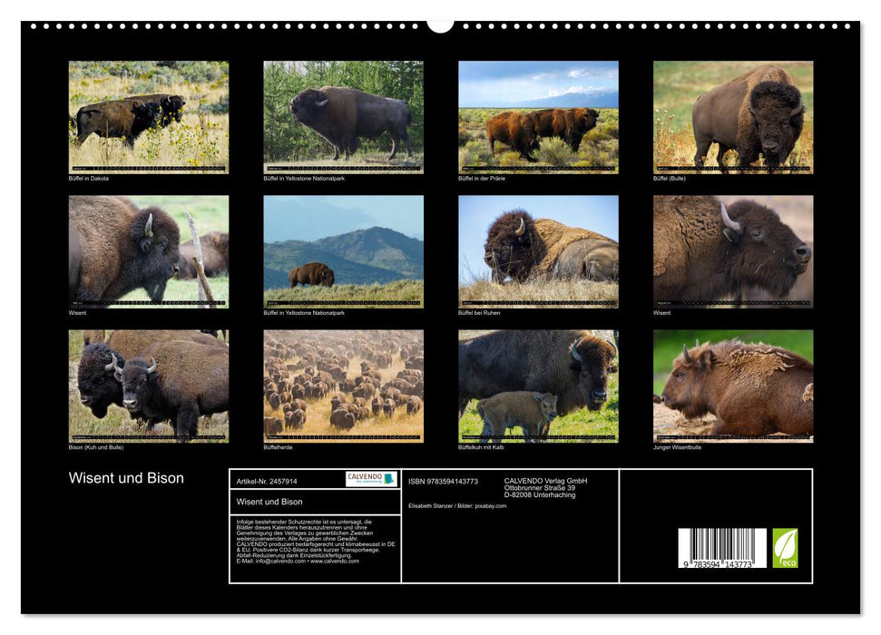 Wisent und Bison (CALVENDO Premium Wandkalender 2027)