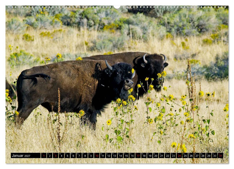 Wisent und Bison (CALVENDO Premium Wandkalender 2027)